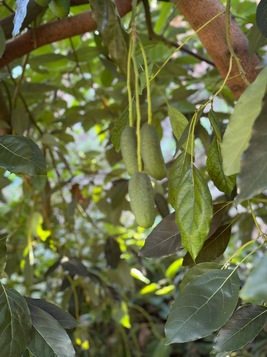 Mini Baby Avokado