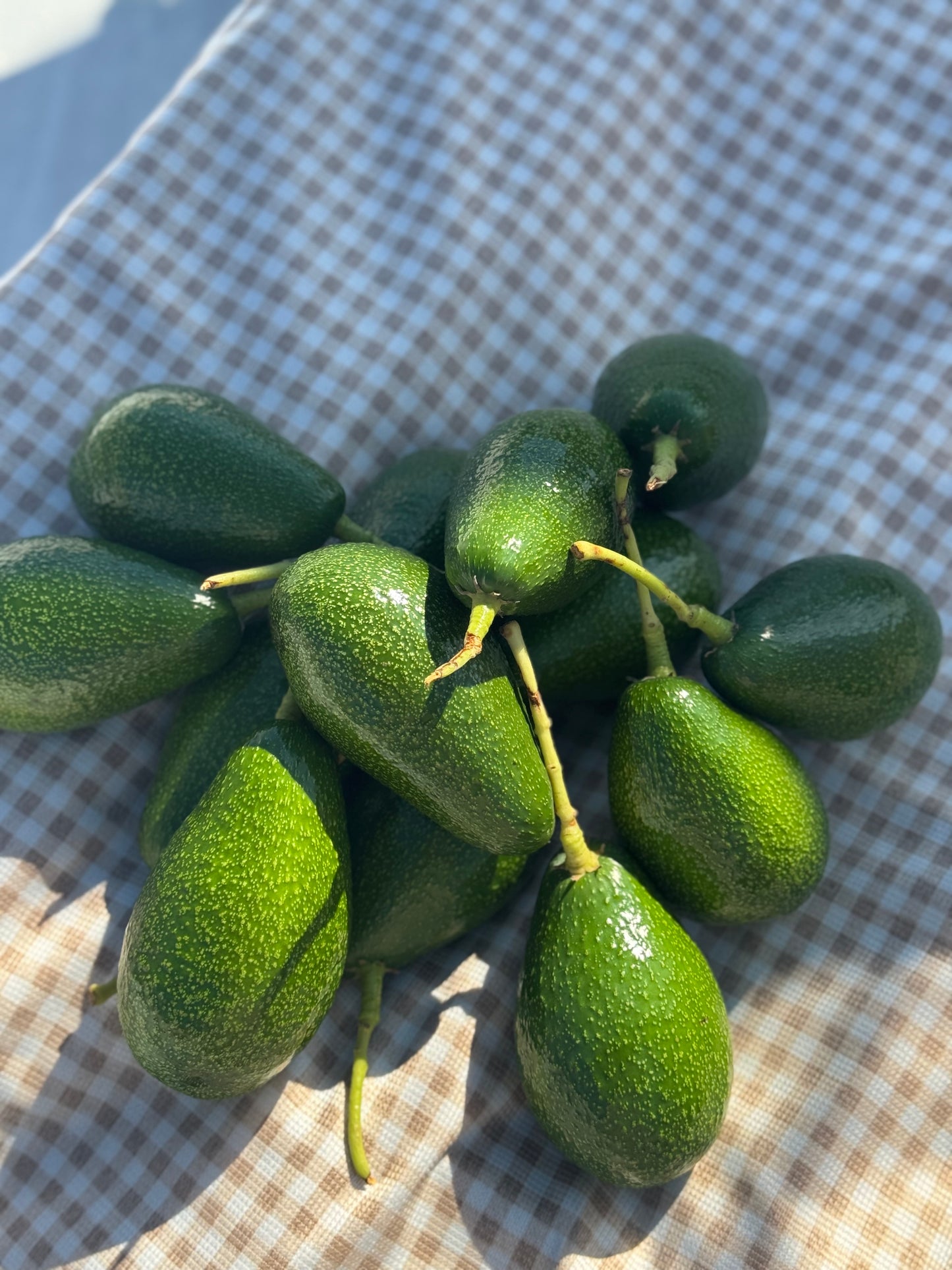 1 Adet Avokado (Bacon) 300+ gr