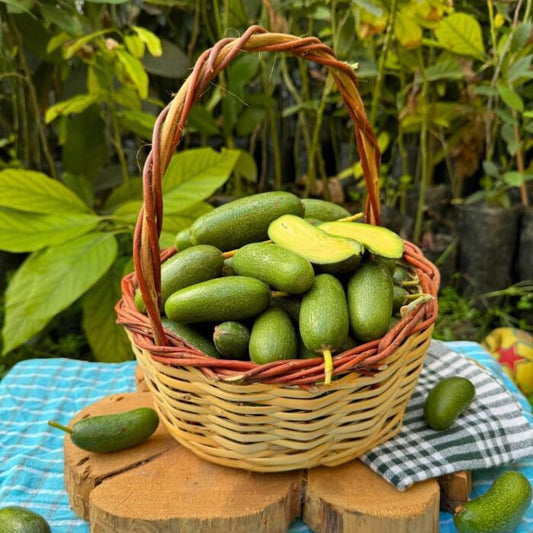 Mini Baby Avokado