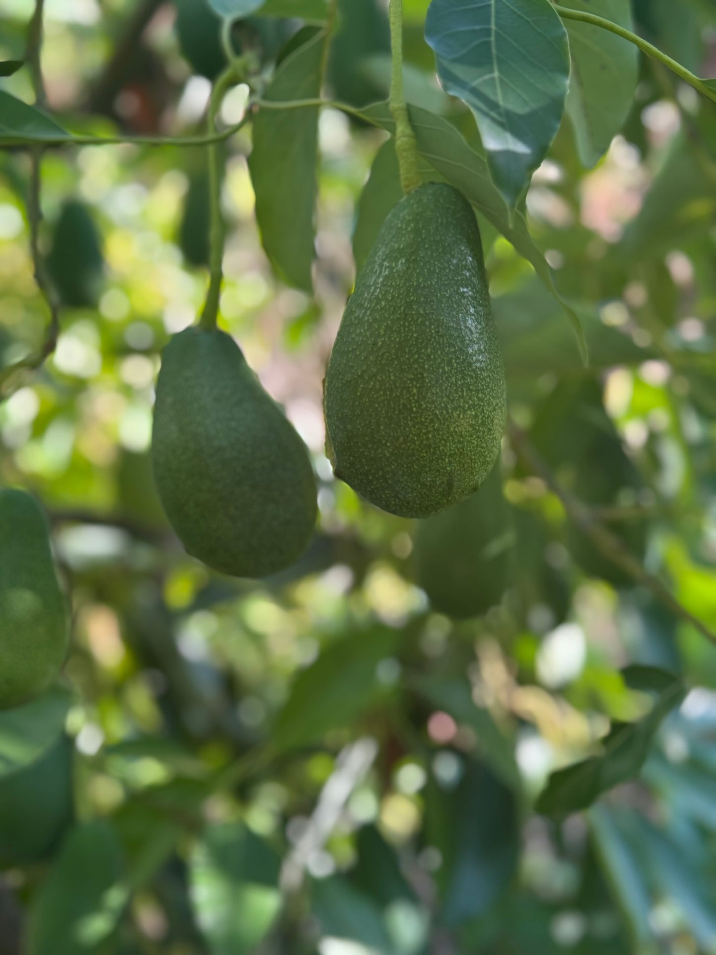 10 Adet Avokado (Fuerte) 160-200 gr