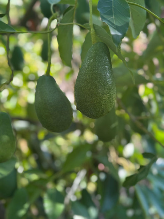 1 Adet Avokado (Fuerte) 200-300 gr