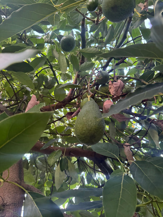 7 Adet Avokado (Fuerte) 200-300 gr