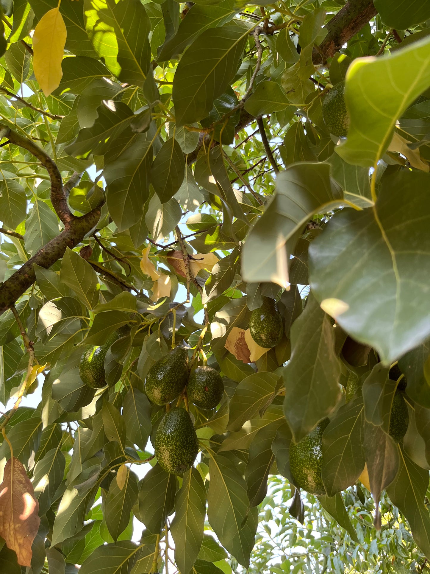 15 Adet Avokado  (Bacon) 200-300 gr
