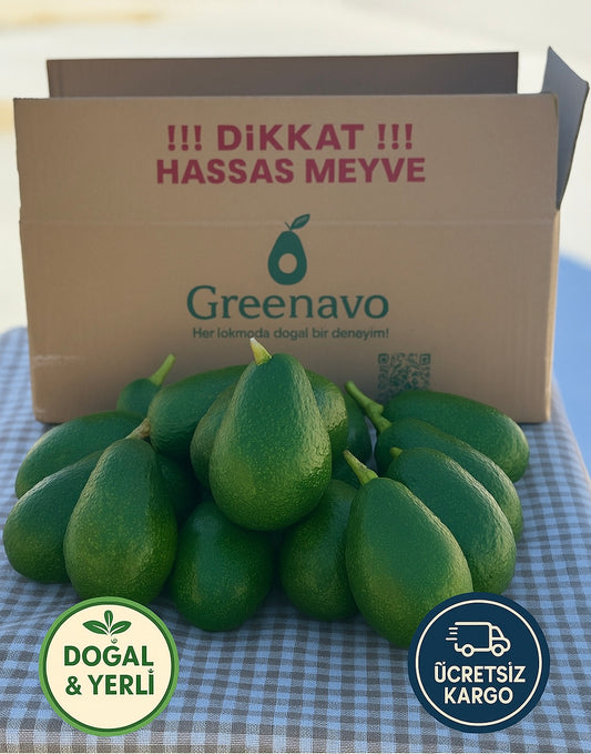 15 Adet Avokado  (Bacon) 200-300 gr