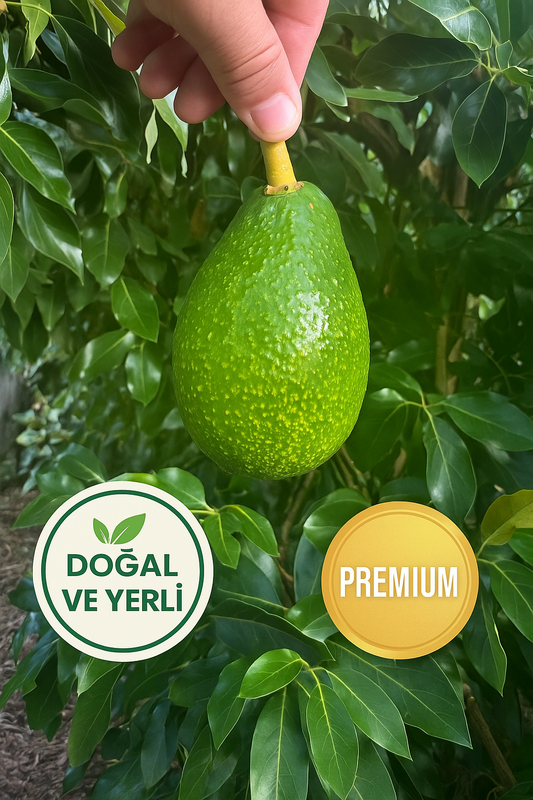 1 Adet Avokado (Bacon) 300+ gr