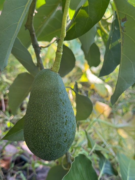 10 Adet Avokado (Fuerte) 160-200 gr